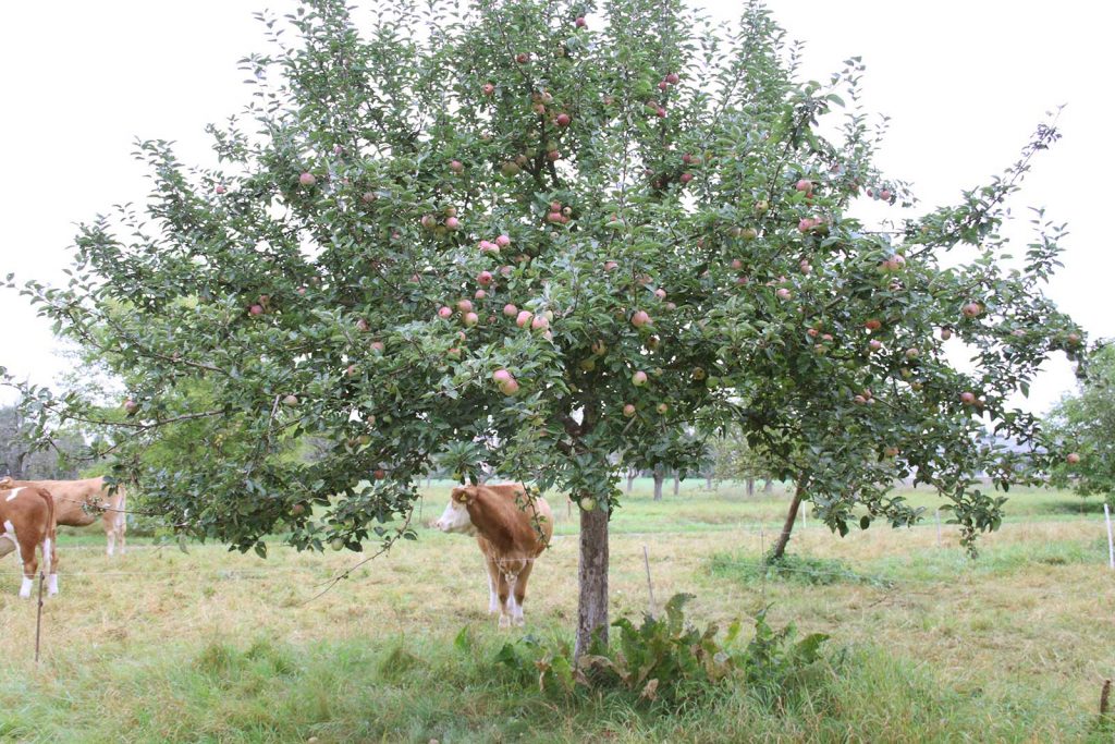 Apfelbaum (Malus sylvestris) auf der Wiese mit Kuh, Erscheinungsbild Stamm, Krone mit Früchten, Äpfeln