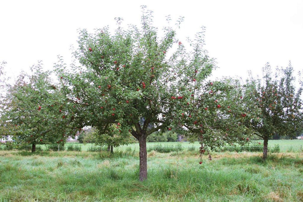 Ansicht Apfelbaum (Malus domestica), Erscheinungsbild Stamm, Krone mit Früchten