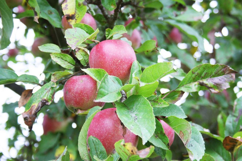 Ansicht Apfelbaum (Malus sylvestris), Detail Apfel mit Blatt, alte Sorte Jonathan