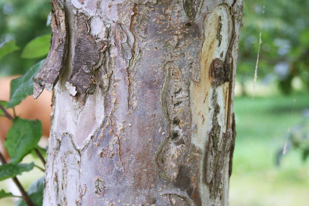 Ansicht Apfelbaum (Malus sylvestris), Detail Borke, Rinde am Stamm