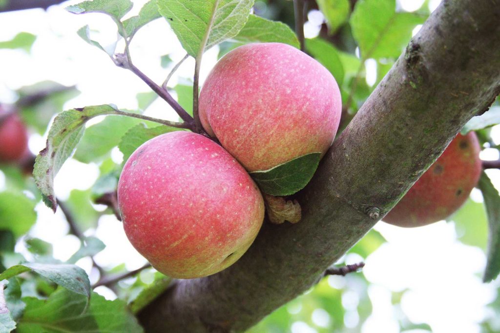 Ansicht Apfelbaum (Malus sylvestris), Detail Apfel mit Blatt, alte Sorte Jonathan