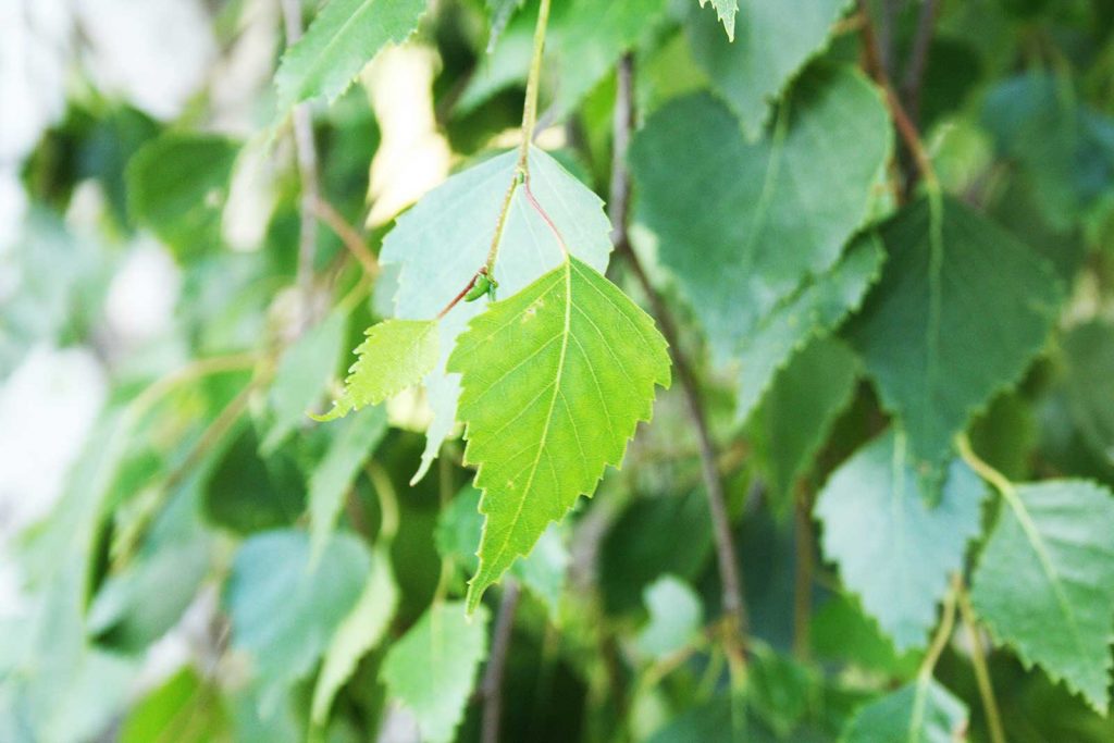 Blatt der Birke, Hängebirke Betula pendula