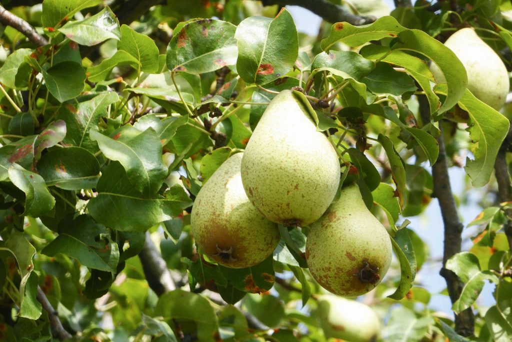 Detail Frucht, Birne, und Blatt vom Birnbaum (Pyrus communis)