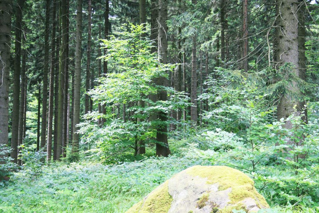 Buche, Rotbuche im Wald