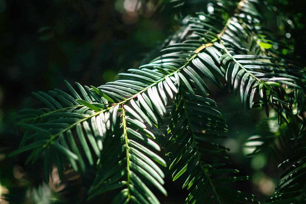 Detail Nadeln am Zweig der Eibe, (Taxus baccata)