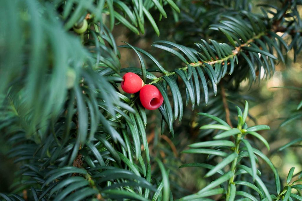 Detail Nadeln und Frucht, Beere, am Zweig der Eibe, (Taxus baccata)