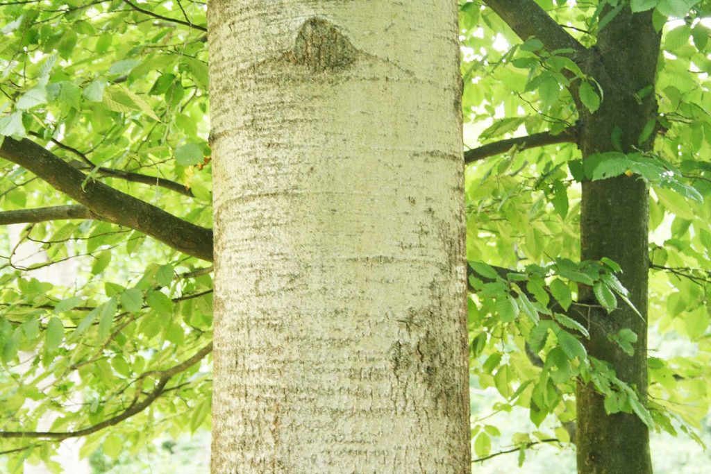 Rinde und Stamm Grau-Erle, Alnus incana