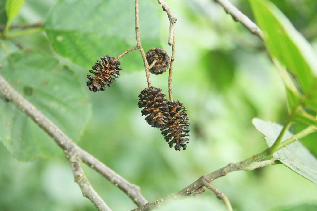 Frucht schwarz und Blatt der Schwarz-Erle Alnus glutinosa