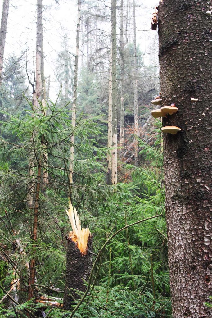 Die Fichte, Baumstumpf mit Pilz und neue Sprösslinge