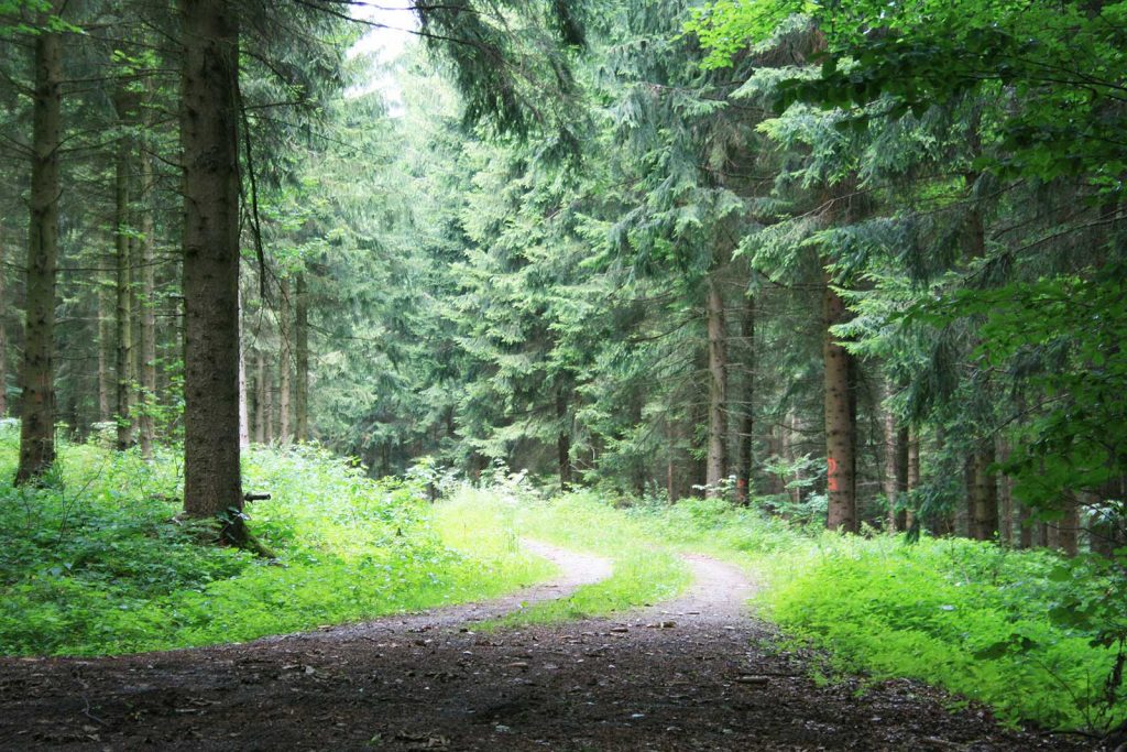 Fichte, Baum im Wald