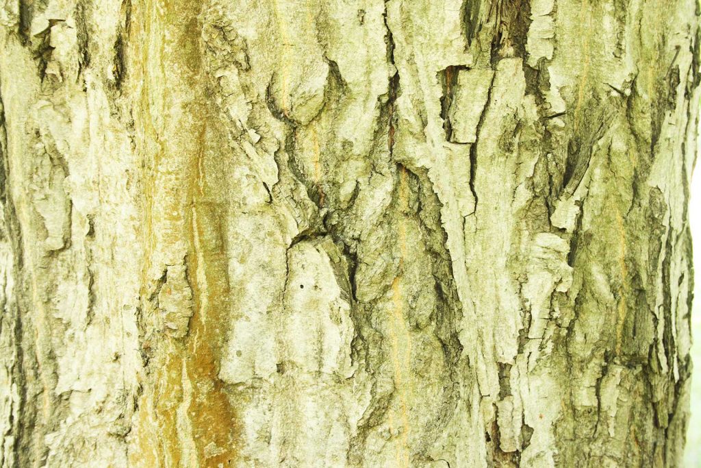 Rinde Hainbuche carpinus betulus,