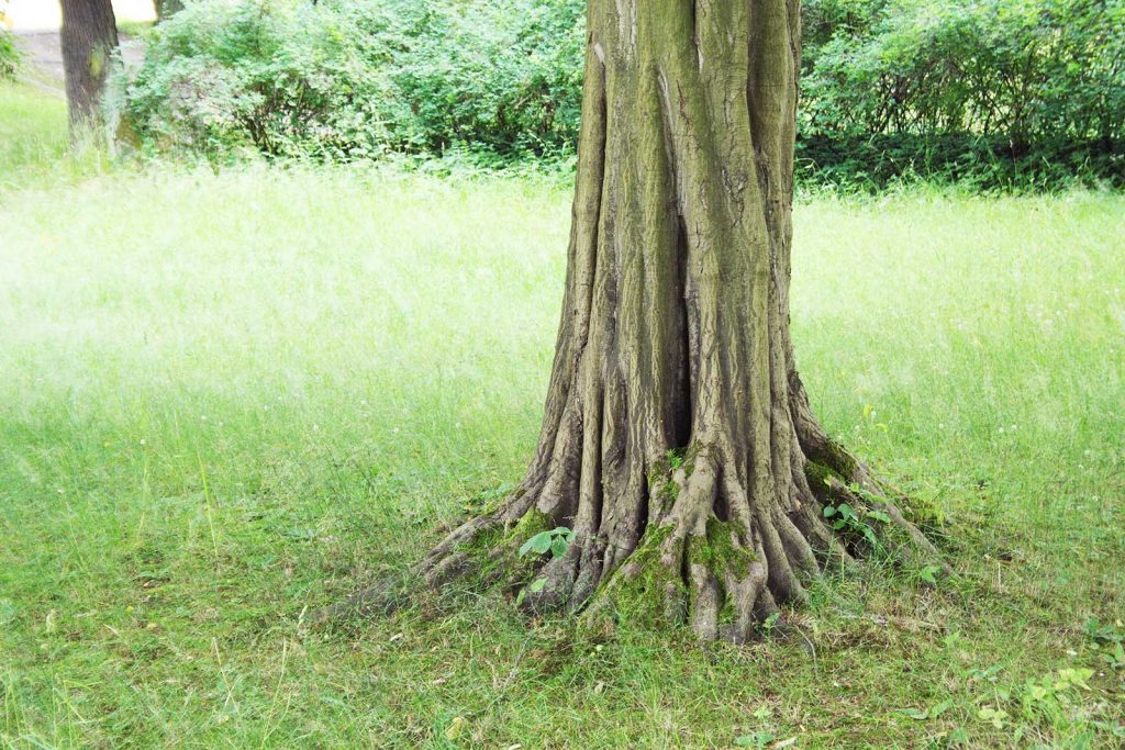 Rinde und Stamm Hainbuche carpinus betulus