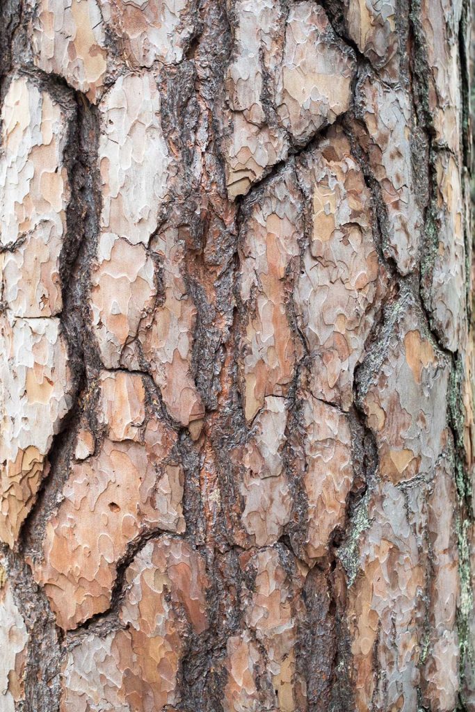 Kiefer, Wald-Kiefer (Pinus sylvestris), Detail schuppige Borke