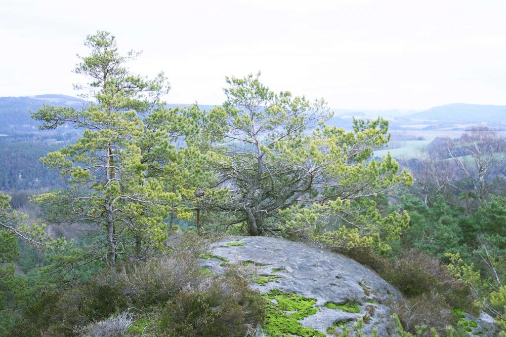 Kiefer auf Felsen