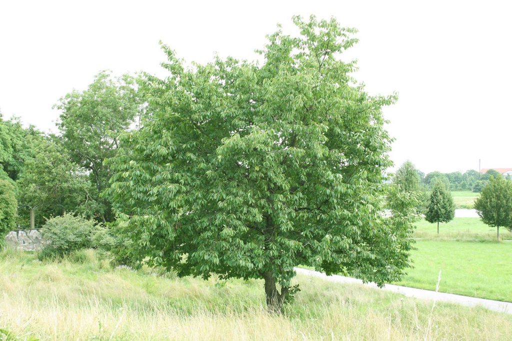 Erscheinungsbild der Süßkirsche