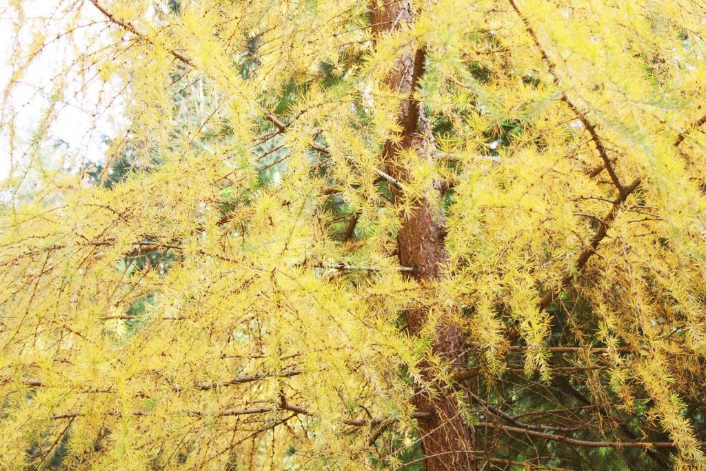 Europäische Lärche (Larix decidua) Detail Baumkrone in Herbstfärbung,