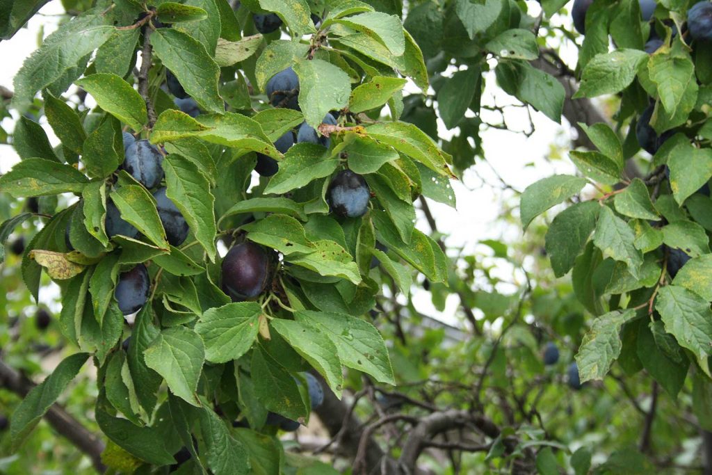 Detail Frucht, Pflaume, Zwetschge und Blattwerk am Pflaumenbaum, der Zwetschge (Prunus domestica)