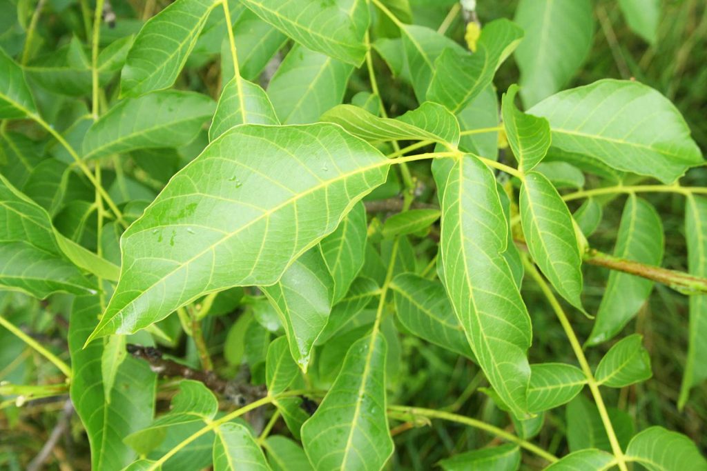 Ansicht Blatt und einjähriger Trieb der echten Walnuss, Nussbaum, (Juglans regia)