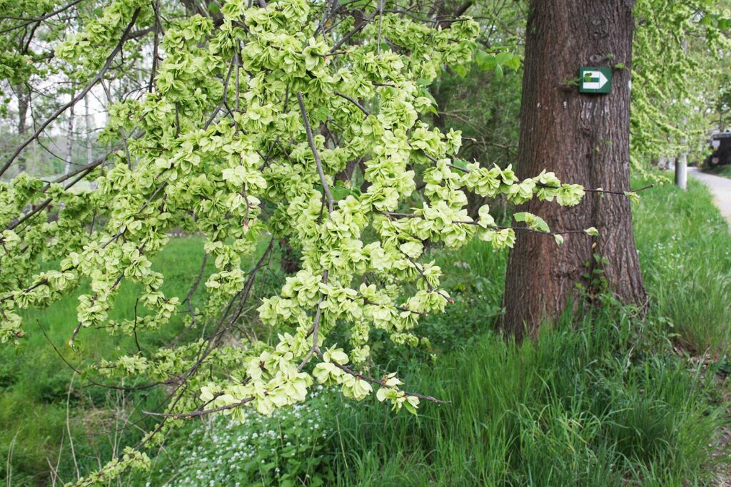 Stamm und Zweig der Feldulme, auch Ulme genannt. Ulmus minor, mit Blättern und Früchten.