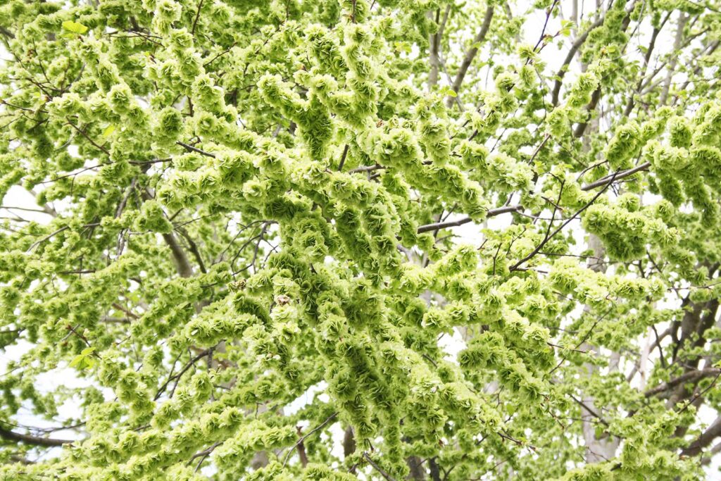 Blätter und Früchte am Zweig der Feldulme, Ulme. Ulmus minor.