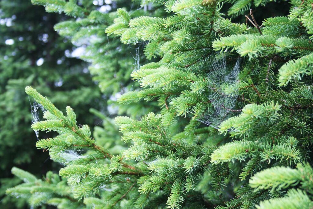 Zweig mit Nadeln der gewöhnlichen Fichte (Picea abies) mit Spinnennetz und Tautropfen