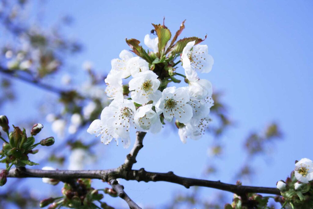 Zweig mit Blüte der Kirsche, Prunus avium