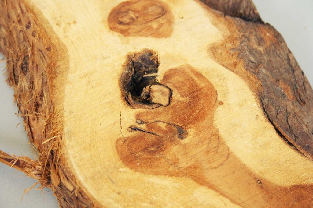 Holzmuster Wacholder Juniperus communis Brett mit Baumkante und Rinde, Ansicht von oben, Nahaufnahme Ast