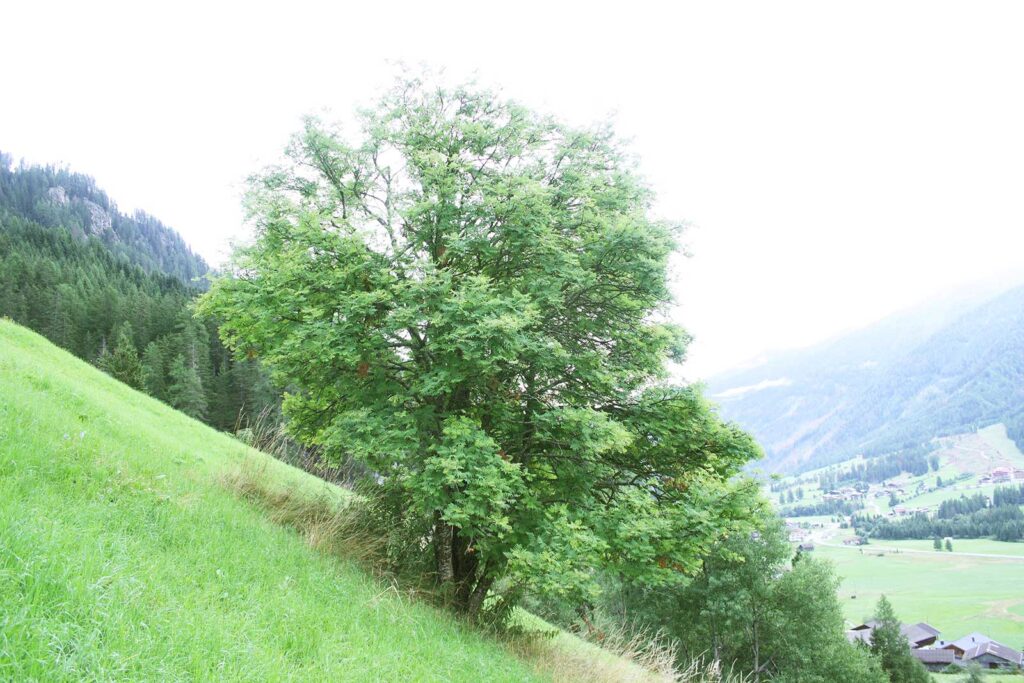 Erscheinungsbild der Eberesche, Vogelbeere Sorbus aucuparia,