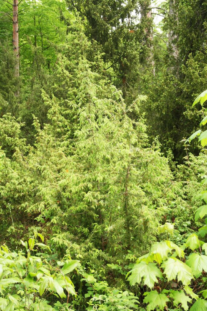 Erscheinungsbild im Wald vom Wacholder Juniperis communis