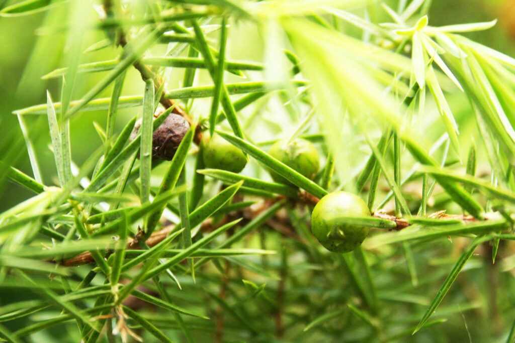 Reife und unreife Beeren am Wacholder, Juniperis communis