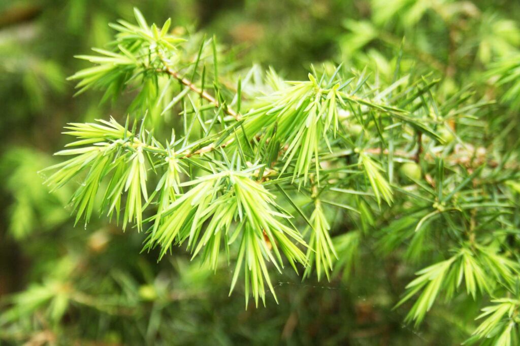 Nahaufnahme der Nadeln am Wacholderzweig Juniperis communis