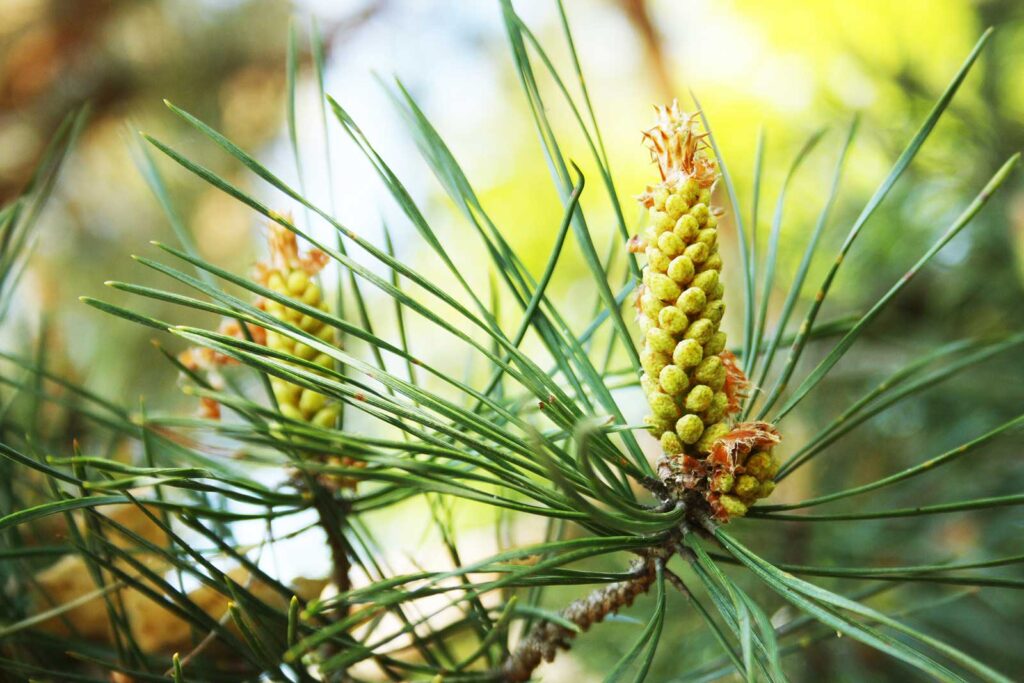 Nahaufnahme weibliche Blüte, Kiefer Pinus sylvestris