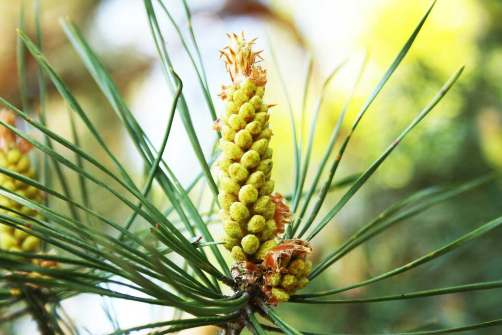 Nahaufnahme weibliche Blüte, Kiefer Pinus sylvestris