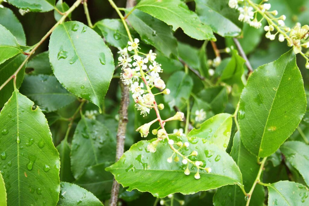 Blüte und Blatt der gewöhnlichen Traubenkirsche Prunus padus